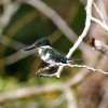 Exploring Costa Rica with Adventures by Disney – Kingfisher