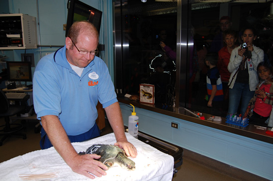 Veterinarians Examine Recovering Sea Turtles at the Animal Hospital at Disney’s Animal Kingdom