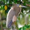 Exploring Costa Rica with Adventures by Disney – Tigerbird