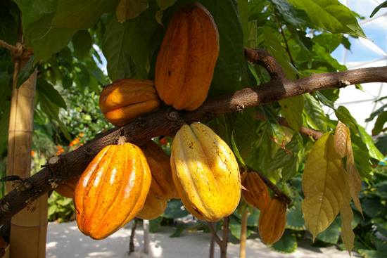 Cacao Trees in Full Bloom at The Land Pavilion at Epcot Cacao Trees in Full Bloom at The Land Pavilion at Epcot