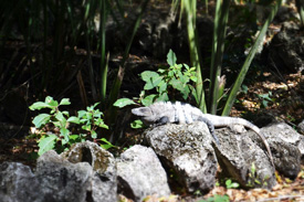 Disney Cruise Line Adventures in Cozumel