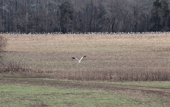  Injured Whooping Crane Receives Care at Disney’s Animal Kingdom