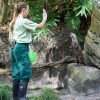 Wildlife Wednesdays: Training Equals Great Care for Otters at Disney’s Animal Kingdom