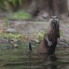 Wildlife Wednesdays: Training Equals Great Care for Otters at Disney’s Animal Kingdom