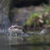 Wildlife Wednesdays: Training Equals Great Care for Otters at Disney’s Animal Kingdom
