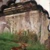Maharajah Jungle Trek at Disney’s Animal Kingdom
