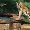 Maharajah Jungle Trek at Disney’s Animal Kingdom
