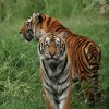 Maharajah Jungle Trek at Disney’s Animal Kingdom
