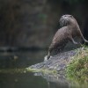 Wildlife Wednesdays: Training Equals Great Care for Otters at Disney’s Animal Kingdom
