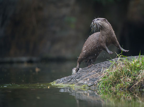 Wildlife Wednesdays: Training Equals Great Care for Otters at Disney’s Animal Kingdom CAPTION