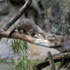 Wildlife Wednesdays: Training Equals Great Care for Otters at Disney’s Animal Kingdom
