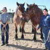 Horses Bug and Finn Join the Cast at Disneyland Resort
