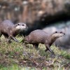 Wildlife Wednesdays: Training Equals Great Care for Otters at Disney’s Animal Kingdom