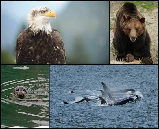 Explore Alaska’s Wildlife with Disney Cruise Line Explore Alaska’s Wildlife with Disney Cruise Line