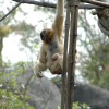 This Week in Disney Parks Photos: New babies have arrived at Disney’s Animal Kingdom.