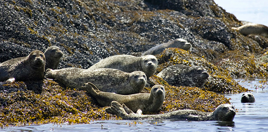 Discover Alaska’s Annette Island with Disney Cruise Line Discover Alaska’s Annette Island with Disney Cruise Line