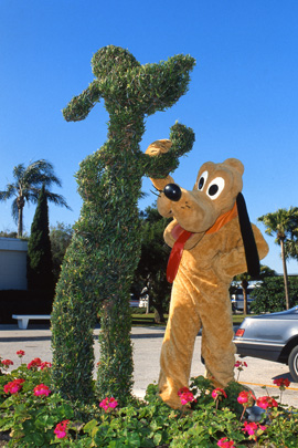 Goofy Admires His Topiary in 1985