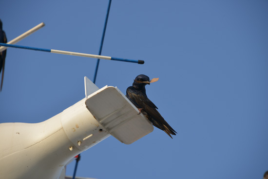Wildlife Wednesdays: Purple Martins, Migratory Songbirds, Are Walt Disney World Resort Guests Each Year