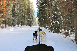 Iditarod Dog Sledding in Wyoming