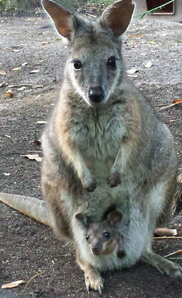Wallaby