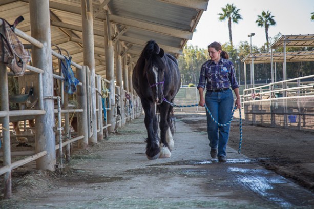 Disneyland Resort Circle D Ranch Cast Members Commit to Composting
