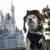 A Disney Side Dog’s Day at Magic Kingdom Park