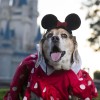 A Disney Side Dog’s Day at Magic Kingdom Park