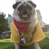 A Disney Side Dog’s Day at Magic Kingdom Park